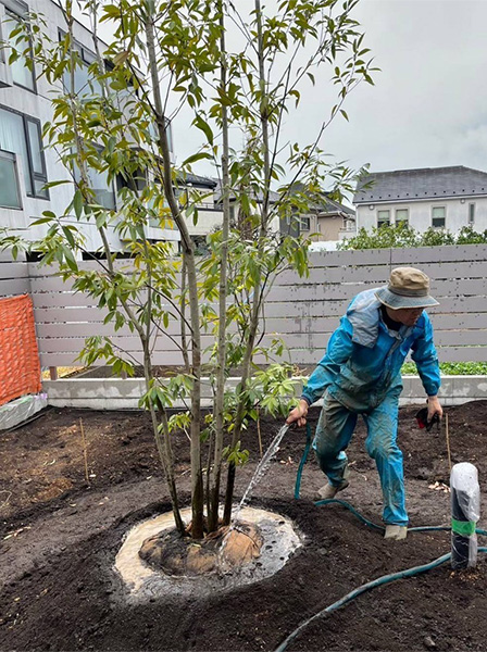 植栽の様子
